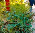 Greenery at walking path.