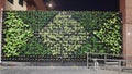 Indoor Greenery on the wall with creativity design