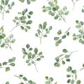 Greenery watercolor seamless pattern hand painted silver dollar eucalyptus. Nature eco design branches and leaves.