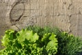 Greenery on wooden background