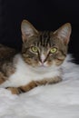 Greeneyed Cat Royalty Free Stock Photo