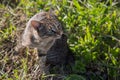 Greeneyes beautiful grey cat grass Royalty Free Stock Photo