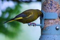 Greenfich perched and feeding on seed