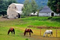 Greenfield, MA: Horses Grazing at a Farm Royalty Free Stock Photo