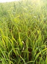 Greenfield, steppe, sunrise, dew, grass