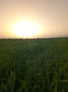 Greenfield, steppe, sunrise, dew, grass