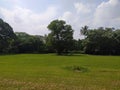 Greenfields with big trees Royalty Free Stock Photo