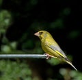 Greenfinch