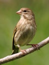 Greenfinch