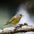 Greenfinch Royalty Free Stock Photo