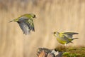 Greenfinch Royalty Free Stock Photo