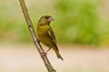 Greenfinch Royalty Free Stock Photo