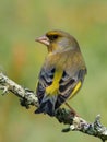 Greenfinch Royalty Free Stock Photo