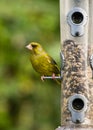 Greenfinch on bird feeder