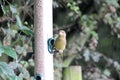 A Greenfinch on a Bird Feeder