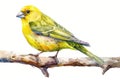 Greenfinch, bird, Pastel-colored, in hand-drawn style, watercolor, isolated on white background