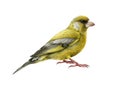 Greenfinch bird realistic watercolor illusrtation. Chloris chloris european avian image. Beautiful greenfinch on white