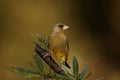 Greenfinch bird.