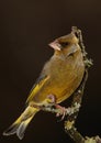 Greenfinch bird.