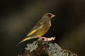 Greenfinch bird.