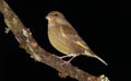 Greenfinch bird.