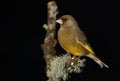 Greenfinch bird.