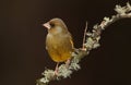 Greenfinch bird.