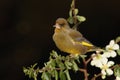 Greenfinch bird.