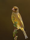 Greenfinch bird.