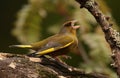 Greenfinch bird.