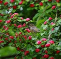 Greenfinch