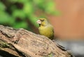 Greenfinch on a branch