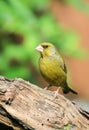 Greenfinch on a branch