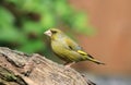 Greenfinch on a branch