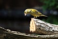 Greenfinch on a branch