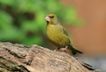 Greenfinch on a branch