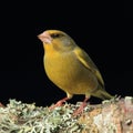 Greenfinch (Cardeulis chloris) Royalty Free Stock Photo