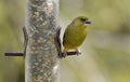 Greenfinch - Carduelis chlor Royalty Free Stock Photo