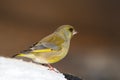 Greenfinch - Carduelis chloris Royalty Free Stock Photo