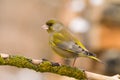 Greenfinch (Carduelis chloris)2