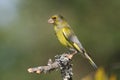 Greenfinch (Carduelis chloris)