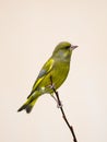 Greenfinch (carduelis chloris)