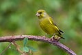 Greenfinch (Carduelis chloris)