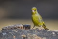 Greenfinch (Carduelis chloris)