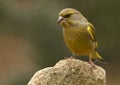 Greenfinch- (Carduelis chloris) Royalty Free Stock Photo