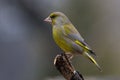 Greenfinch (Carduelis chloris) Royalty Free Stock Photo