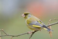 Greenfinch (Carduelis chloris) Royalty Free Stock Photo