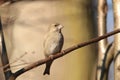 Greenfinch - Carduelis chloris at dawn Royalty Free Stock Photo