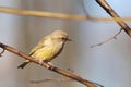 Greenfinch - Carduelis chloris at dawn