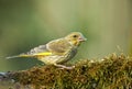 Greenfinch Carduelis chloris on mossy tree trunk Royalty Free Stock Photo